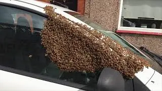 Bee car full 🐝🐝🐝