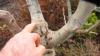 Когда прививаем плодовые.