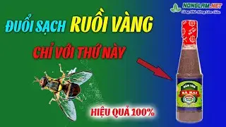 Bí Quyết Đuổi Ruồi Vàng Đục Trái Táo Hiệu Quả 100% | Cách Đuổi Ruồi Vàng