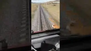 Корову в хлам