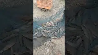30kg living viral fish