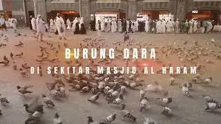 BURUNG DARA DI SEKITAR MASID AL HARAM