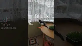 Кошка Лира 🥰 