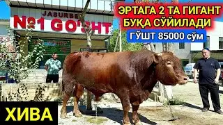 ЭРТАГА 2ТА ГИГАНТ БУҚА СЎЙИЛАДИ ГЎШТ 85000 СЎМ ХИВА 31-август 2024 г.