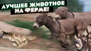 Лучшие защитники хозяйства | Ослы в деле
