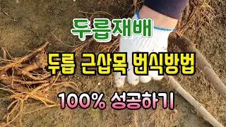 두릅삽목방법 100%성공하기#두릅재배방법#두릅삽목시기#두릅뿌리삽목#두릅나무번식