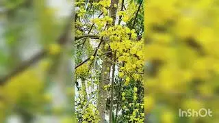 #vishuspecial #kanikkonna#nocopyright #vishu #vishugreetings#shots