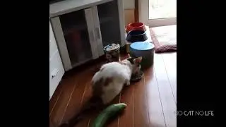 funny cat