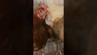 Вечерний обзор кур! #курынесушки #chick #chicken #август