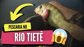 Muita gente não vai acreditar que é o Rio Tietê... Tem porquinho na linha!