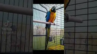 Геймплей попугая!