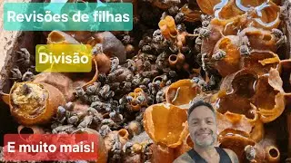 Esse tá imperdível: 02 revisões de caixas filhas, 1 Divisão de Tiúba e muito mais!!
