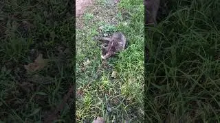 Васюка