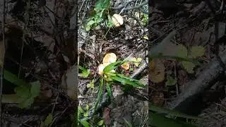 А у нас в лесу лисички!