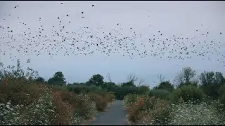 Travel Oregon  Birding