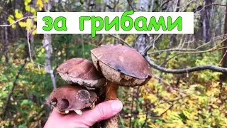 Собираю в ивняке, конкуренты догоняют/Новое место/Грибы сентябрь