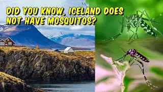 Did You Know, That Iceland does not have Mosquitos?