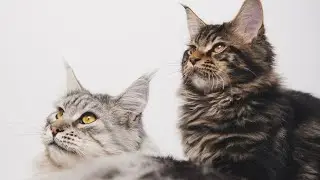Смешние коти 9 ч.
