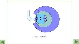la double fécondation :La reproduction sexuée chez les plantes à fleur