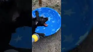 Dog trying to get water out a hose! 