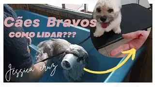 Qual procedimento  temos que ter com cães agressivos? Cuidar da gente é do cão ao mesmo tempo