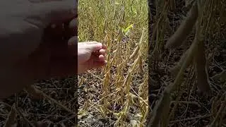 Соя на півдні Одеси 16 серпня.