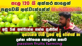 අක්කර කාලයි පැල 120 පළමු අස්වැන්නෙන් 1,20,000 යි |passion fruits farming |වැල්දොඩම් වගාව|cultivation