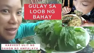 Nagluto kami ng Monggo + 2nd harvest ng Ampalaya leaves sa loob ng bahay/Filipina in Ireland