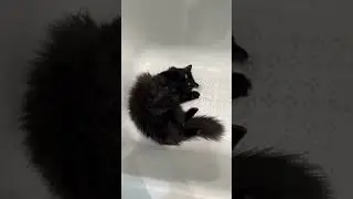 Тебе так удобно лежать? #cats #cat #кот