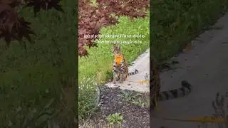 Savannah Cat Trainability