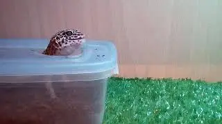 Эублефар Жорик vine