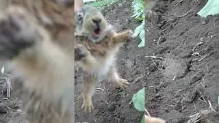 Big-eared kamikaze attacked tractor driver mtz 1025 the hare kamikaze / mtz small hare