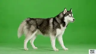 Ultra Realistic Siberian Husky Walking Green Screen 4K | Dog Walk Chroma Key Stock Footage