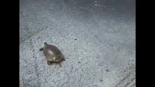 Turtles Love Cars