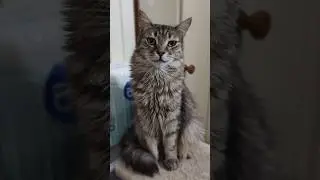 Котик Белкин ждёт семью. 