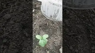 Гибриды огурцов в теплице! 🥒🥒🥒🥒🥒Седрик, Изумрудный поток.