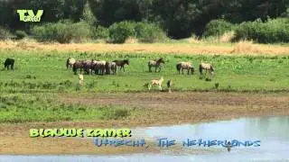 Kudde paarden Koniks in de Blauwe Kamer