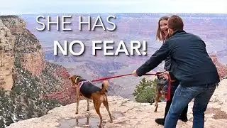 An RV Day Trip to the Grand Canyon with Our Travel Dogs