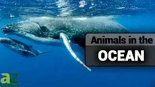 Animals in The Ocean: A Guide to Oceanic Wildlife, Fish, Sharks, and More