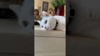 Кот очень устал 🥱 Бедненький Оскар 🐈