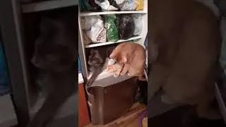Кошки поселились в холодильнике.