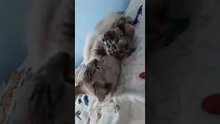 Кошечка при деле
