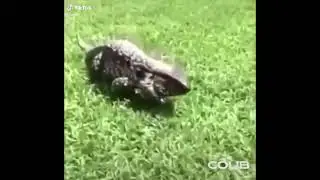 ящерица  очень страшно 😂😂14