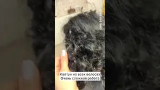 Огромный Колтун распутали