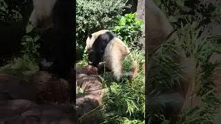 This Panda is DONE with the Pool!