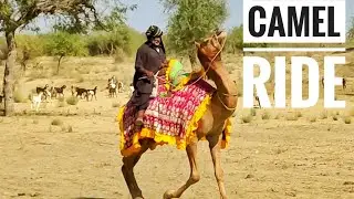 Camel ride in desert|Camel dance|Camel Safari in desert