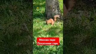 #белка