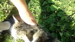 Наша кошка