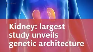 Kidney: largest study unveils genetic architecture