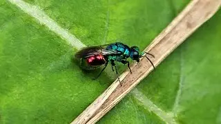 Pseudomalus spec.